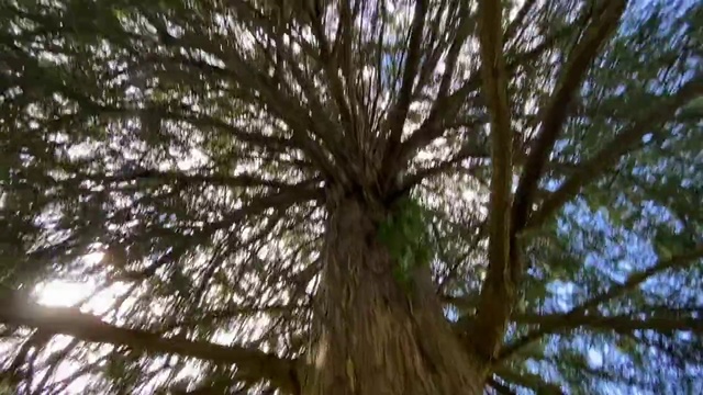 Video Reference: Tree, Nature, Woody plant, Branch, Trunk, Plant, Nature reserve, Bigtree, Forest, Sky