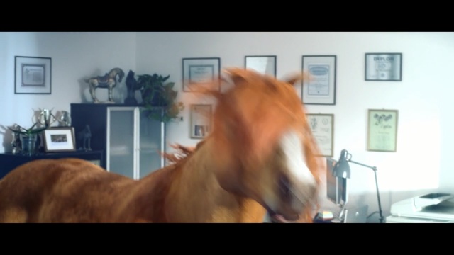 Video Reference: Mammal, Vertebrate, Horse, Hair, Mane, Dog breed, Mare, Horse supplies, Snout, Stallion