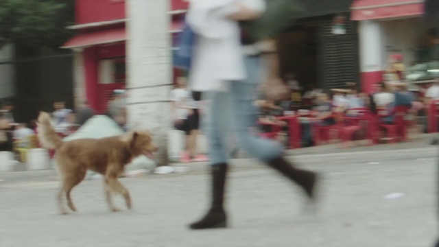 Video Reference: Bovine, Canidae, Fawn