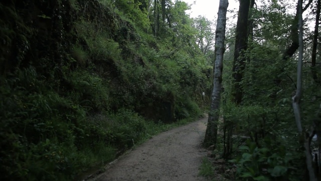 Video Reference: Forest, Vegetation, Nature reserve, Nature, Trail, Woodland, Natural environment, Jungle, Tree, Old-growth forest