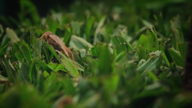 Video Reference: Green, Nature, Grass, Vegetation, Leaf, Plant, Grass, Close-up, Lawn, Flower, Person