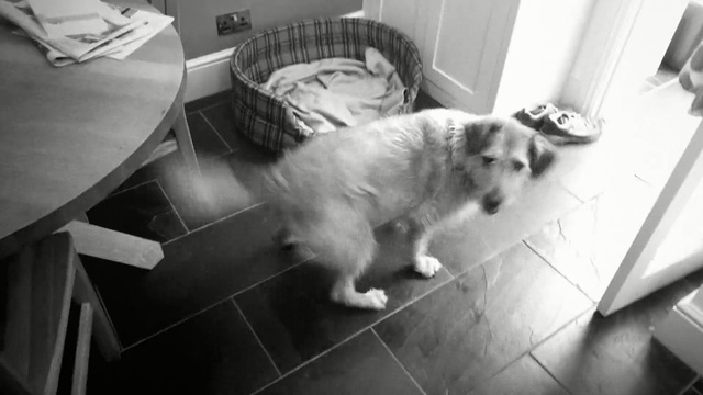 Video Reference: dog, black and white, dog like mammal, dog breed, dog breed group, monochrome photography, snapshot, snout, monochrome, puppy