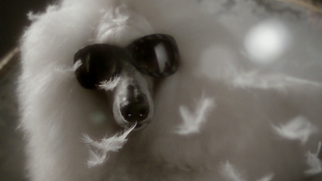 Video Reference: nose, snout, dog breed group, dog like mammal, fur, black and white, dog breed, whiskers