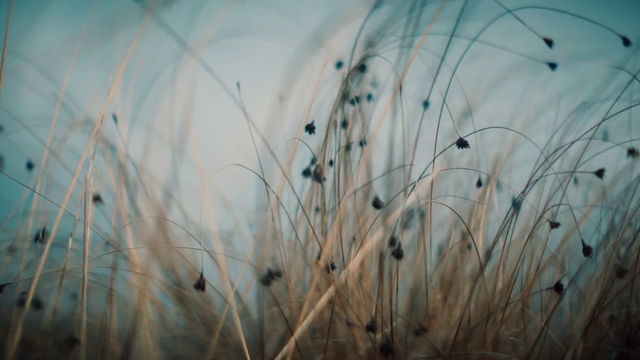 Video Reference: Nature, Grass, Water, Grass family, Twig, Plant, Leaf, Branch, Close-up, Macro photography