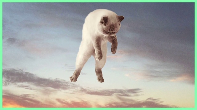 Video Reference: Cat, Sky, Felidae, Small to medium-sized cats, Organism, Adaptation, Jumping, Photography, Carnivore, Cloud, Dog, Standing, Brown, White, Orange, Large, Frisbee, Wave, Beach, Water, Playing, Man, Holding, Street, Ocean, Riding, Air, Snow, Text, Animal, Mammal, Domestic cat