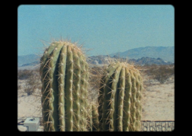 Video Reference: cactus, plant, hedgehog cactus, biome, flowering plant, thorns spines and prickles, shrubland, sky, caryophyllales, landscape
