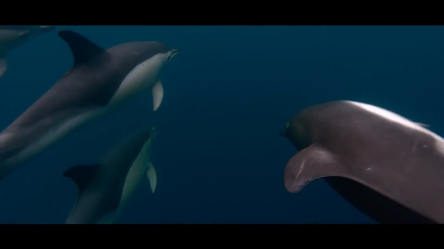 Video Reference: Marine mammal, Dolphin, Vertebrate, Cetacea, Common bottlenose dolphin, Marine biology, Spinner dolphin, Short-beaked common dolphin, Fin, Underwater