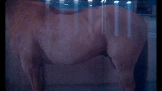 Video Reference: Horse, Mane, Muscle, Mare, Snout, Neck, Stallion, Chest, Back, Pony