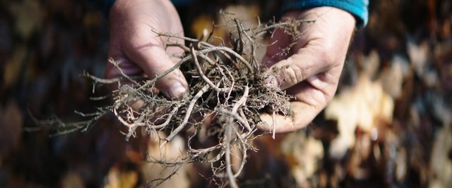 Video Reference: Plant, Hand, Soil, Organism, Root, Houseplant, Perennial plant