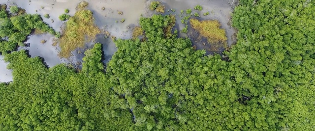 Video Reference: Vegetation, Plant, Biome, Aerial photography, Groundcover, Plant community, Tree, Green algae, Algae, Photography