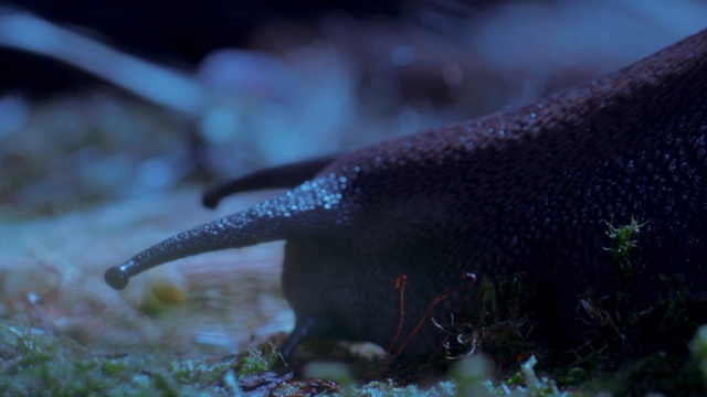 Video Reference: Organism, Marine biology