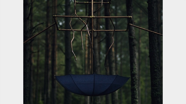 Video Reference: Tree, Forest, Plant, Jungle