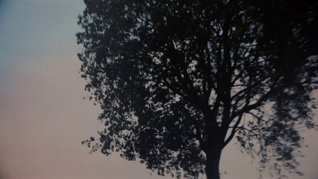 Video Reference: Tree, Sky, Branch, Nature, Black, Daytime, Vegetation, Atmospheric phenomenon, Woody plant, Atmosphere