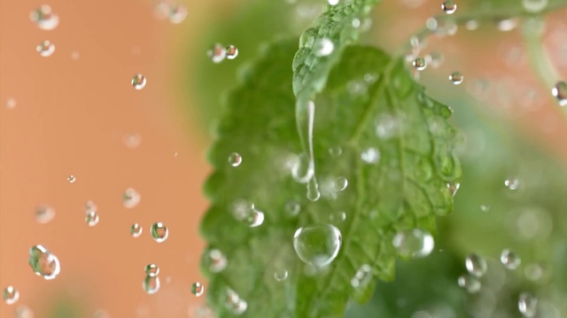 Video Reference: Dew, Moisture, Water, Green, Drop, Macro photography, Leaf, Liquid bubble, Close-up, Grass, Nature, Rain, Droplet, Liquid, Fluid, Web