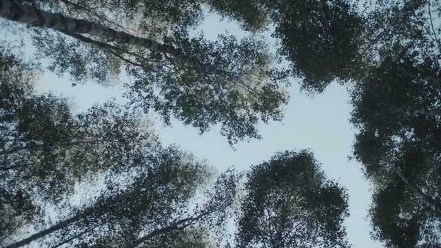Video Reference: Tree, Natural environment, Sky, Woody plant, Branch, Leaf, Plant, Forest, Pattern, Trunk, Person