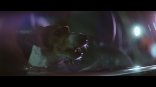 Video Reference: Dog breed, Darkness, Canidae, Sporting Group, Photography, Lens flare, Screenshot, Person