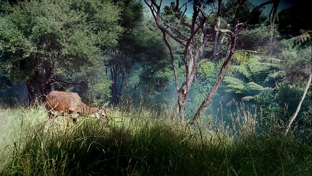 Video Reference: wildlife, vegetation, nature reserve, ecosystem, grass, wilderness, woodland, fauna, tree, grassland