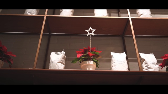 Video Reference: Plant, Floral design, Flower, Window, Houseplant