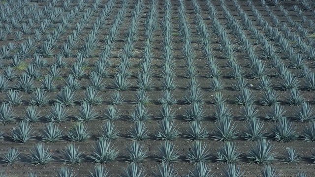 Video Reference: Pattern, Woven fabric, Grass, Textile, Metal, Plant, Mesh, Pattern