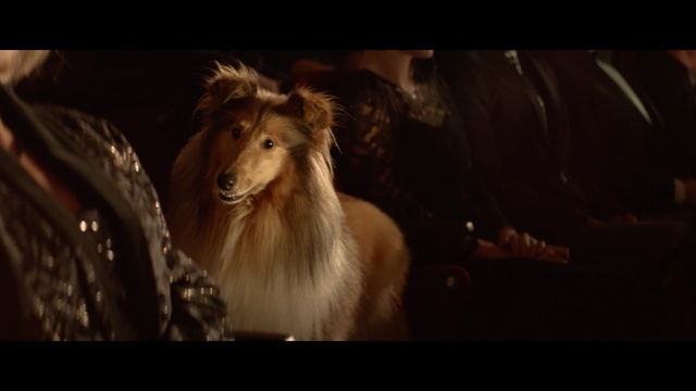 Video Reference: Borzoi, Collie, Canidae, Dog breed, Snout, Carnivore, Silken windhound
