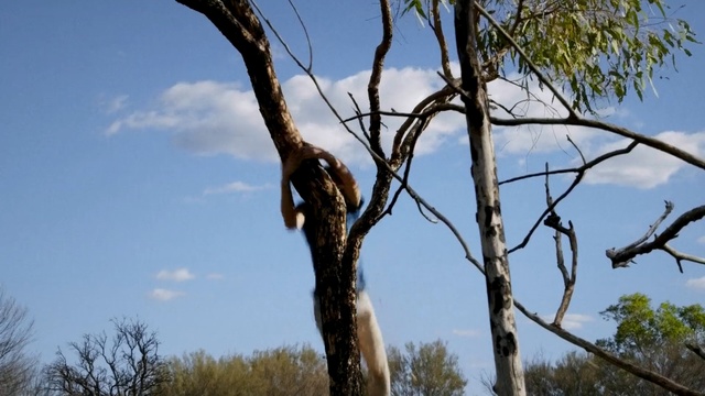 Video Reference: Tree, Branch, Woody plant, Sky, Plant, Trunk, Twig, Plant stem, Wildlife, Forest, Person