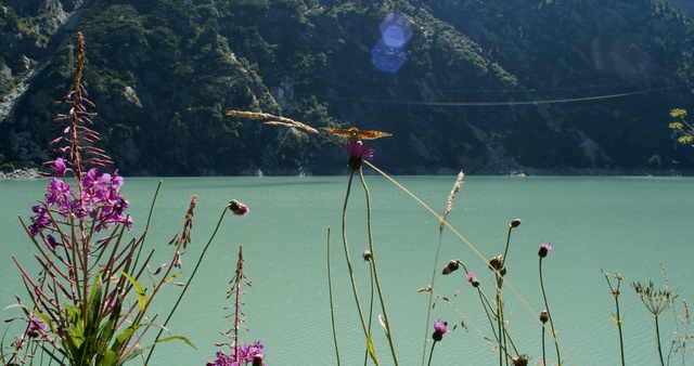 Video Reference: Nature, Water, Grass, Lake, Plant, Flower, Sky, Hill station, Tourism, Mountain, Outdoor, Field, Sitting, Group, Man, Table, Hill, Hanging, Large, Bunch, Many, White, Young, Riding, Skiing, People, Flying, Tree, Boat, Air, Standing, Tall, Slope, Several, Hillside
