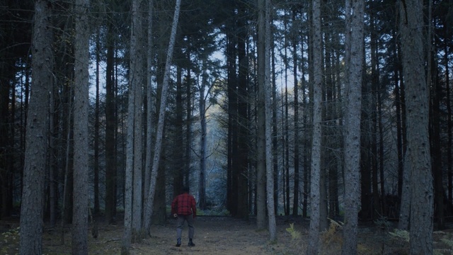 Video Reference: Tree, Forest, Woodland, Natural environment, Spruce-fir forest, Nature, Old-growth forest, Grove, Northern hardwood forest, Biome