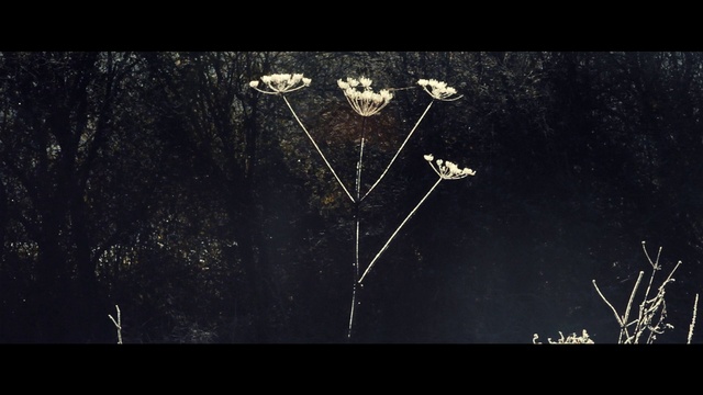 Video Reference: Black, Organism, Plant, Photography, Space