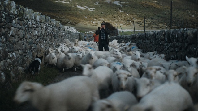 Video Reference: Herd, Vertebrate, Sheep, Mammal, Sheep, Herding, Cow-goat family, Livestock, Shepherd, Goatherd