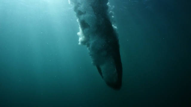 Video Reference: Underwater, Marine biology, Water, Organism, Marine mammal, Lamniformes, Lamnidae, Fish, Sea, Cartilaginous fish