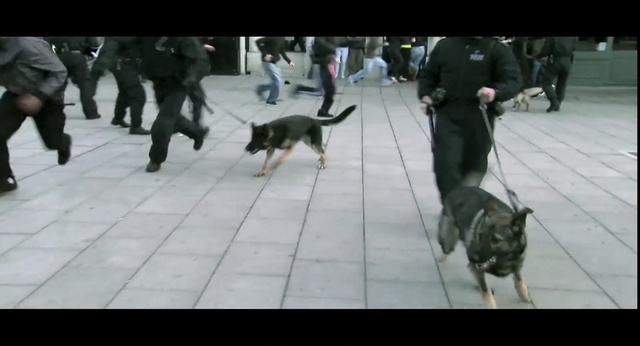 Video Reference: dog, dog like mammal, mammal, dog breed, dog breed group, conformation show, police dog, carnivoran, Person