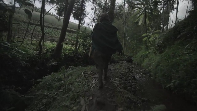 Video Reference: forest, tree, jungle, woodland, geological phenomenon, darkness, path, old growth forest, screenshot, rainforest, Person