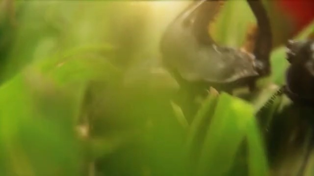 Video Reference: Green, Nature, Leaf, Vegetation, Macro photography, Grass, Close-up, Water, Plant, Organism