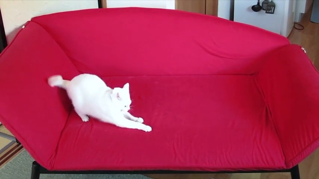 Video Reference: red, furniture, couch, chair, sofa bed, textile, product, cat, cushion, comfort