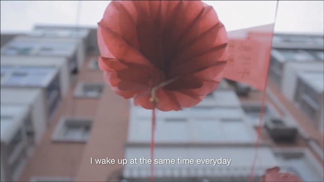 Video Reference: Flower, Red, Plant, Petal, Coquelicot, Poppy family