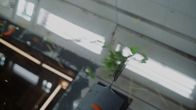 Video Reference: Plant, Roof, Houseplant