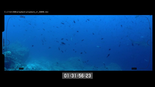 Video Reference: Blue, Underwater, Marine biology, Water, Organism, Screenshot, Ocean, Sea, Electric blue, Fish