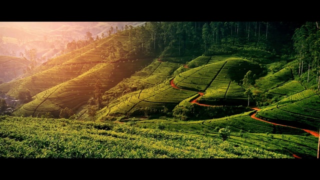 Video Reference: Nature, Green, Vegetation, Hill station, Natural landscape, Highland, Landscape, Wilderness, Leaf, Sunlight, Grass, Outdoor, Field, Sitting, Grassy, Small, Hill, Laying, Water, Large, Grazing, Standing, Group, Plane, Man, Sheep, White, Plant, Mountain, Fog, Tree, Text, Screenshot, Lush