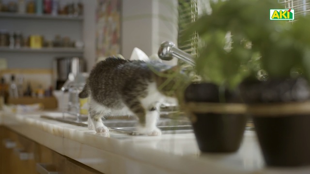 Video Reference: Cat, Felidae, Small to medium-sized cats, Domestic short-haired cat, Whiskers, European shorthair, Room, Carnivore, Kitten, Tail