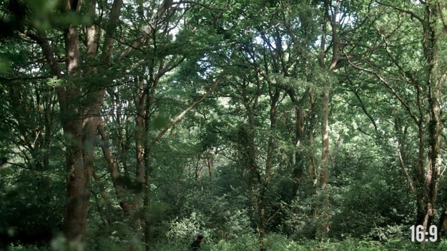 Video Reference: vegetation, woodland, ecosystem, forest, tree, nature reserve, old growth forest, rainforest, temperate broadleaf and mixed forest, grove