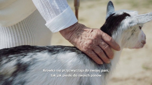 Video Reference: Ear, Canidae, Dog breed, Dog, Snout, Hand, Carnivore, Companion dog, Fur, Tail, Person, Small, Brown, Sitting, Standing, Looking, Man, White, Black, Wearing, Holding, Little, Petting, Shirt, Cat, Woman, Young, Sheep, Mammal