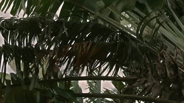 Video Reference: plant, tree, arecales, borassus flabellifer, vegetation, palm tree, leaf, flora, saw palmetto, elaeis