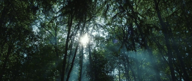 Video Reference: Nature, Tree, Natural landscape, Natural environment, Forest, Vegetation, Green, Sunlight, Atmospheric phenomenon, Jungle