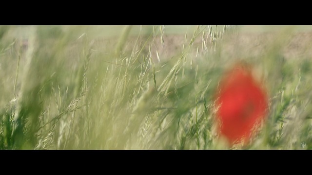 Video Reference: aquatic, texture