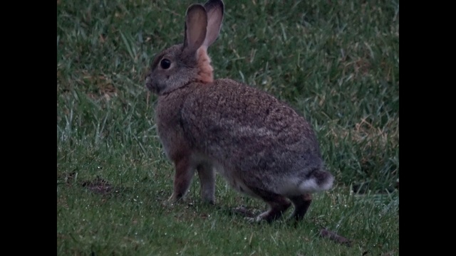 Video Reference: Mammal, Rabbit, Vertebrate, Hare, Rabbits and Hares, Domestic rabbit, Wildlife, Terrestrial animal, wood rabbit, Grass