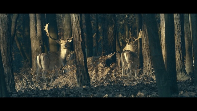 Video Reference: wildlife, nature, fauna, mammal, woodland, tree, darkness, deer, forest, screenshot, Person