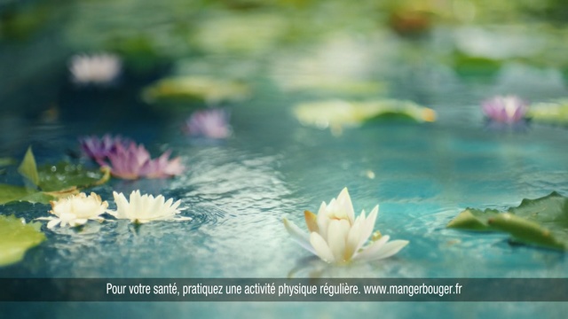 Video Reference: water, flower, nature, aquatic plant, reflection, flora, pond, lotus family, sacred lotus, leaf