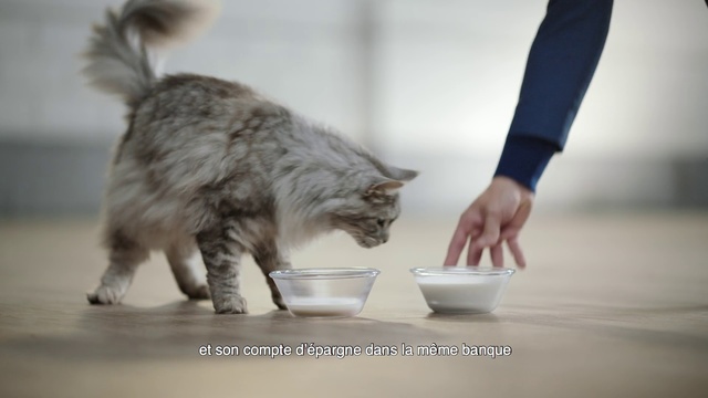 Video Reference: Cat, Felidae, Small to medium-sized cats, Carnivore, Kitten, Domestic short-haired cat, European shorthair, Tail, Kurilian bobtail, Whiskers, Indoor, Standing, Front, Table, Looking, Woman, Black, Sitting, Gray, White, Food, Grey, Kitchen, Dog, Counter, Water, Man, Animal, Mammal, Domestic cat