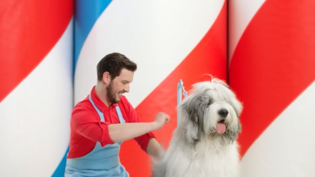Video Reference: Mammal, Vertebrate, Dog, Canidae, Dog breed, Old english sheepdog, Carnivore, Conformation show, Bearded collie, South russian ovcharka