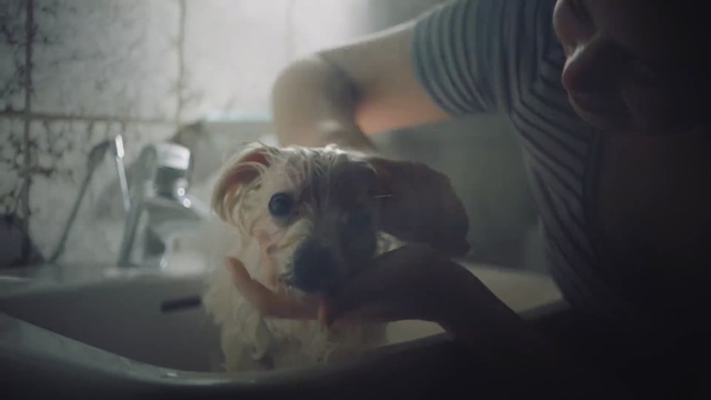 Video Reference: dog like mammal, dog, skin, mammal, vertebrate, dog breed, snout, carnivoran, dog breed group, ear